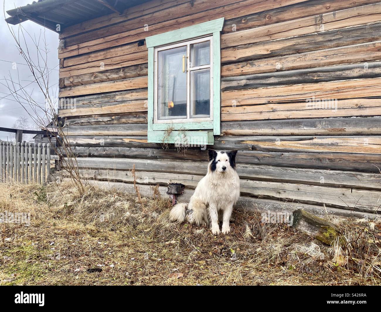 A white dog of the Yakut Laika breed sits at the window of a wooden house on the grass in the village of Yakutia. - Smartphone Captured Stock Image