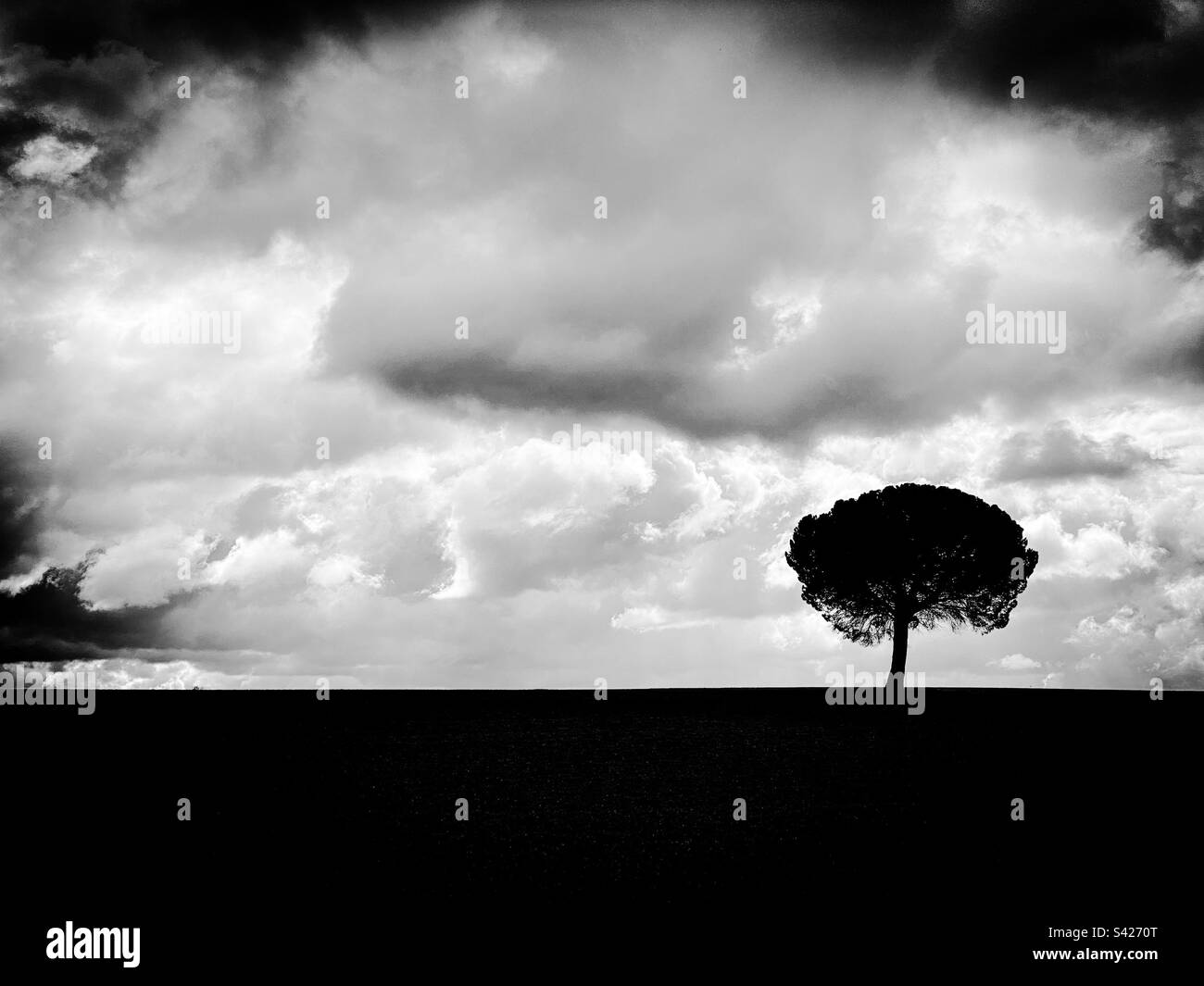 Black and white landscape with an alone tree and a cloudy sky Stock ...