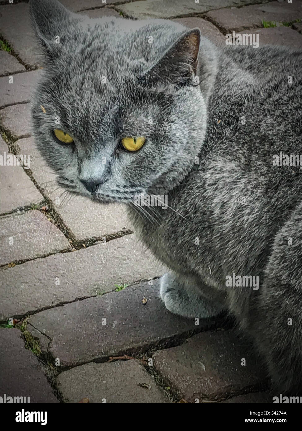 Grey cat with yellow eyes - Smartphone Captured Stock Image