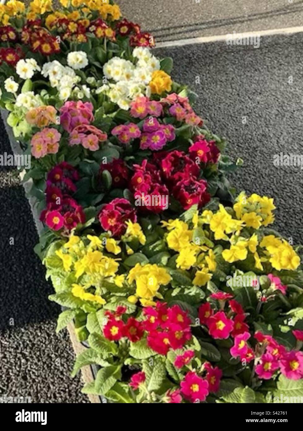 Garden plants for sale at an outdoor car boot sale in the UK Stock Photo Alamy