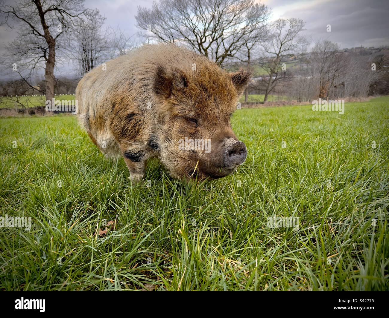 Wild piggy - Smartphone Captured Stock Image