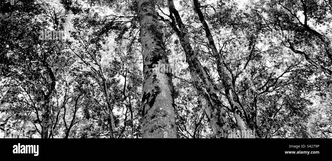 Forest black and white Stock Photo Alamy