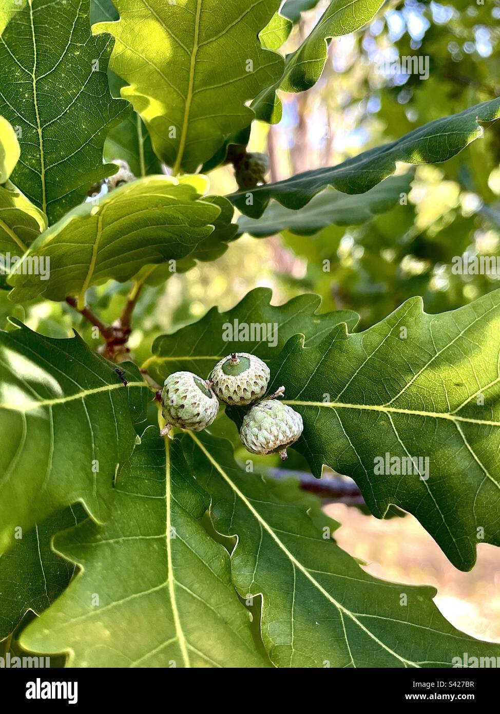 Acorns on the oak tree Stock Photo Alamy