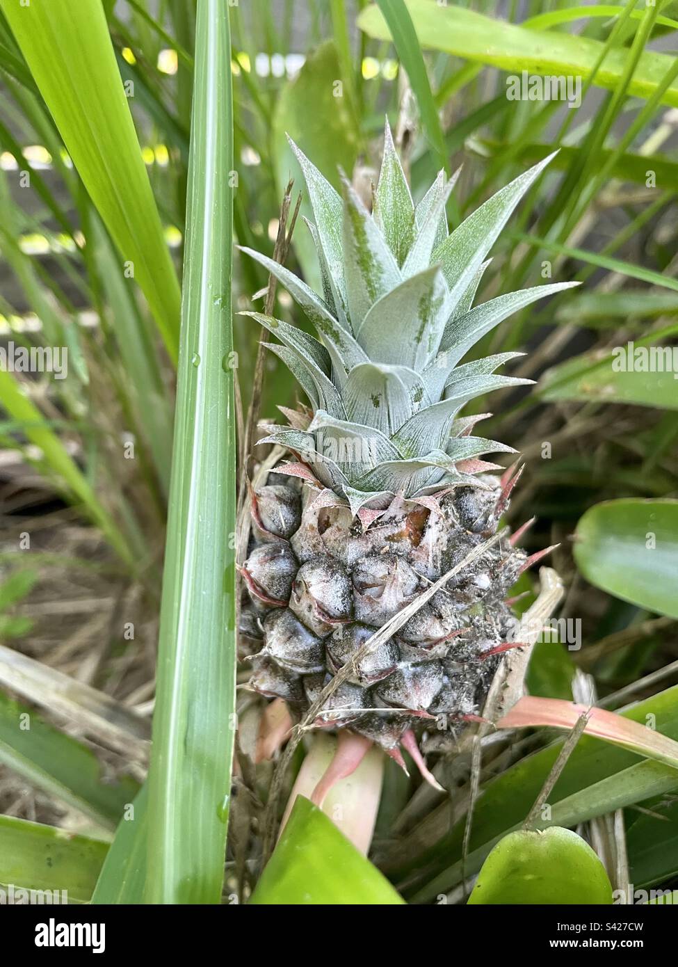 Pineapple garden hires stock photography and images Alamy