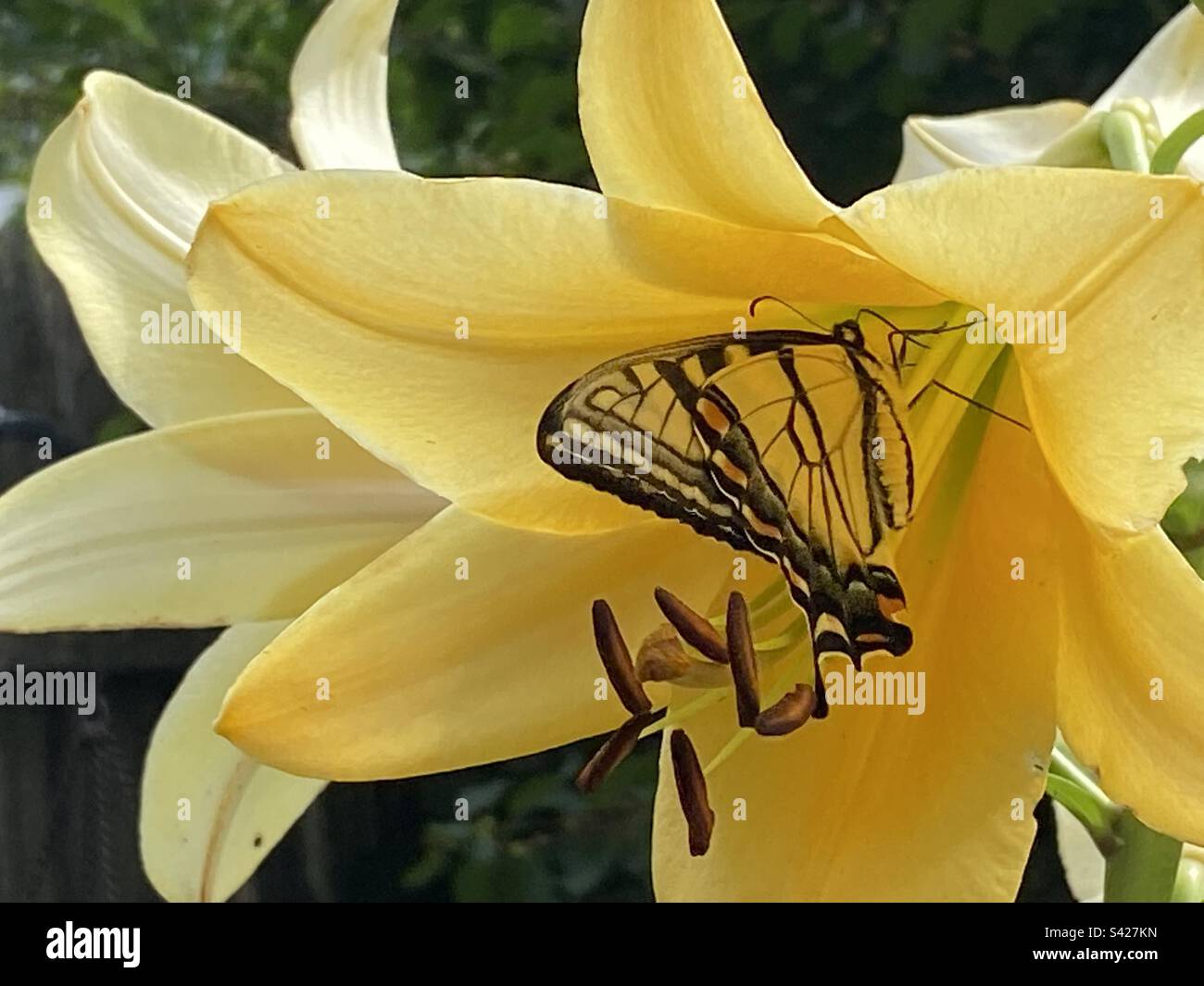 Yellow and black eastern tiger swallowtail butterfly feeding in a yellow lily plant. Stock Photo