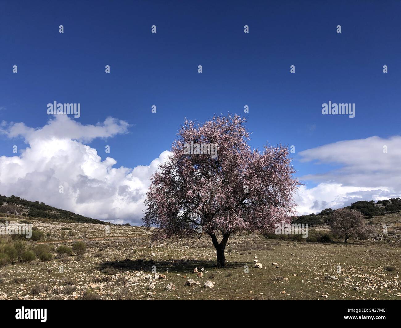 Blossomy tree in a Spring scene in cordoba Spain - Smartphone Captured Stock Image