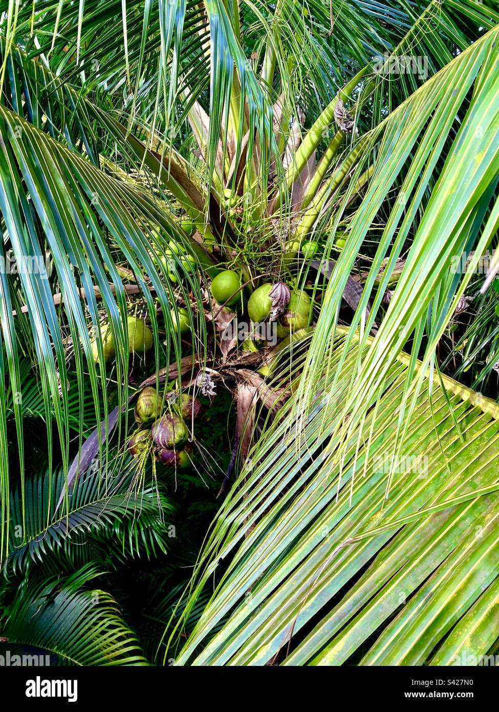 View upward into palm tree with coconuts - Smartphone Captured Stock Image View upward into palm tree with coconuts - Smartphone Captured Stock Image