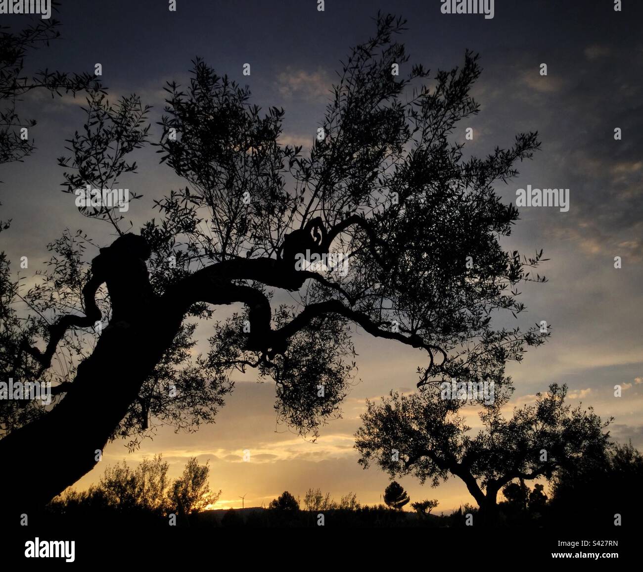 Olive grove at sunset, Catalonia, Spain. - Smartphone Captured Stock Image