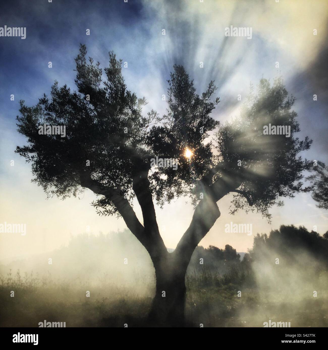 Silhouetted olive tree with bonfire smoke, Catalonia, Spain. - Smartphone Captured Stock Image