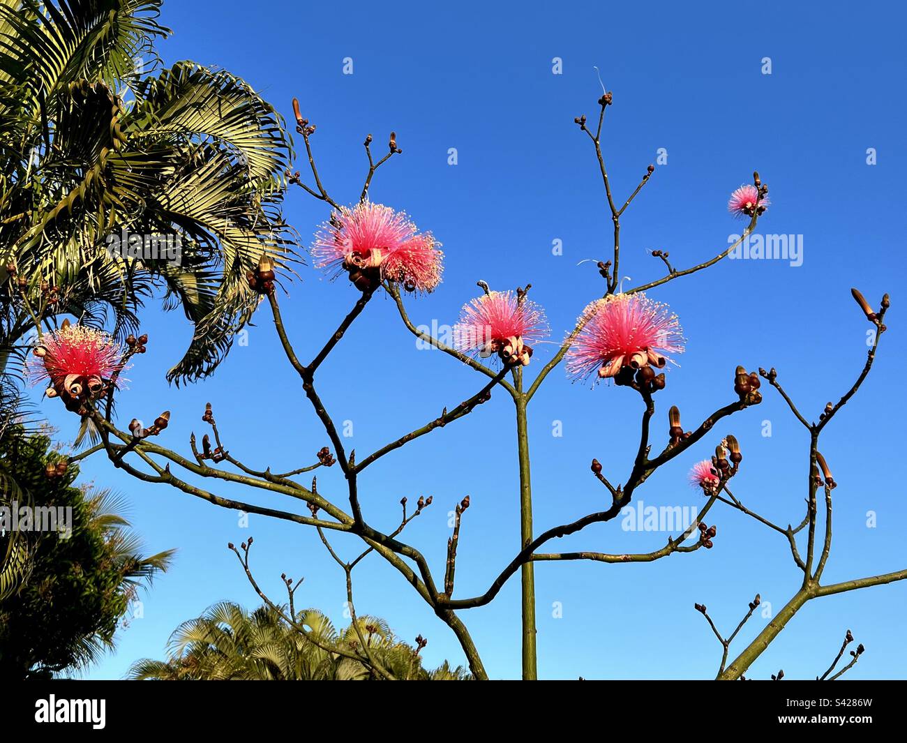 Pseudobombax ellipticum (Shaving Brush Tree)floral Stock Photo
