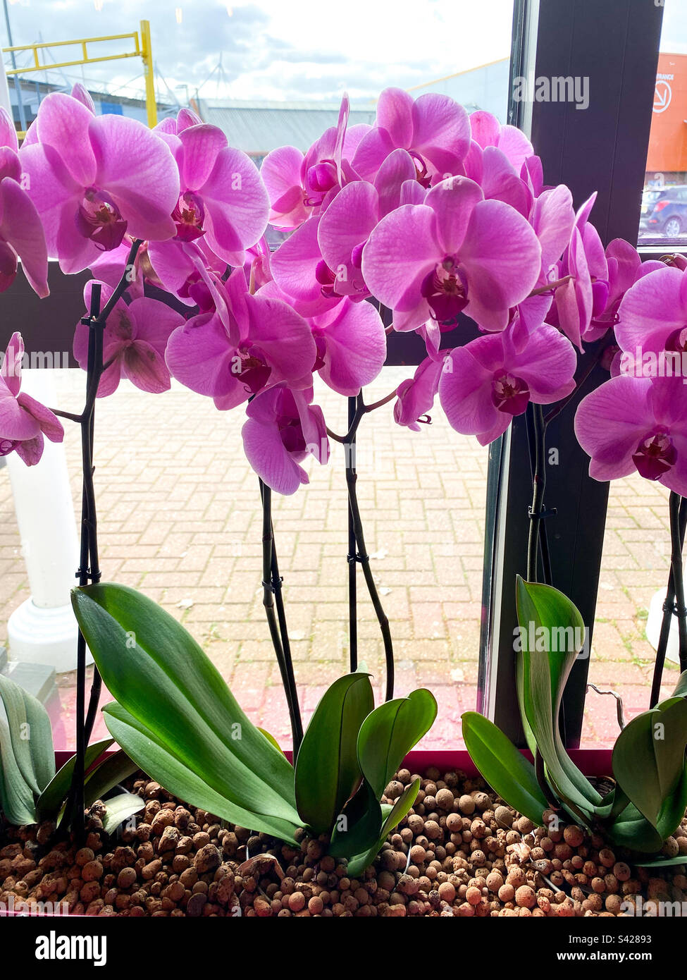 Pink orchids flowering in a window. - Smartphone Captured Stock Image