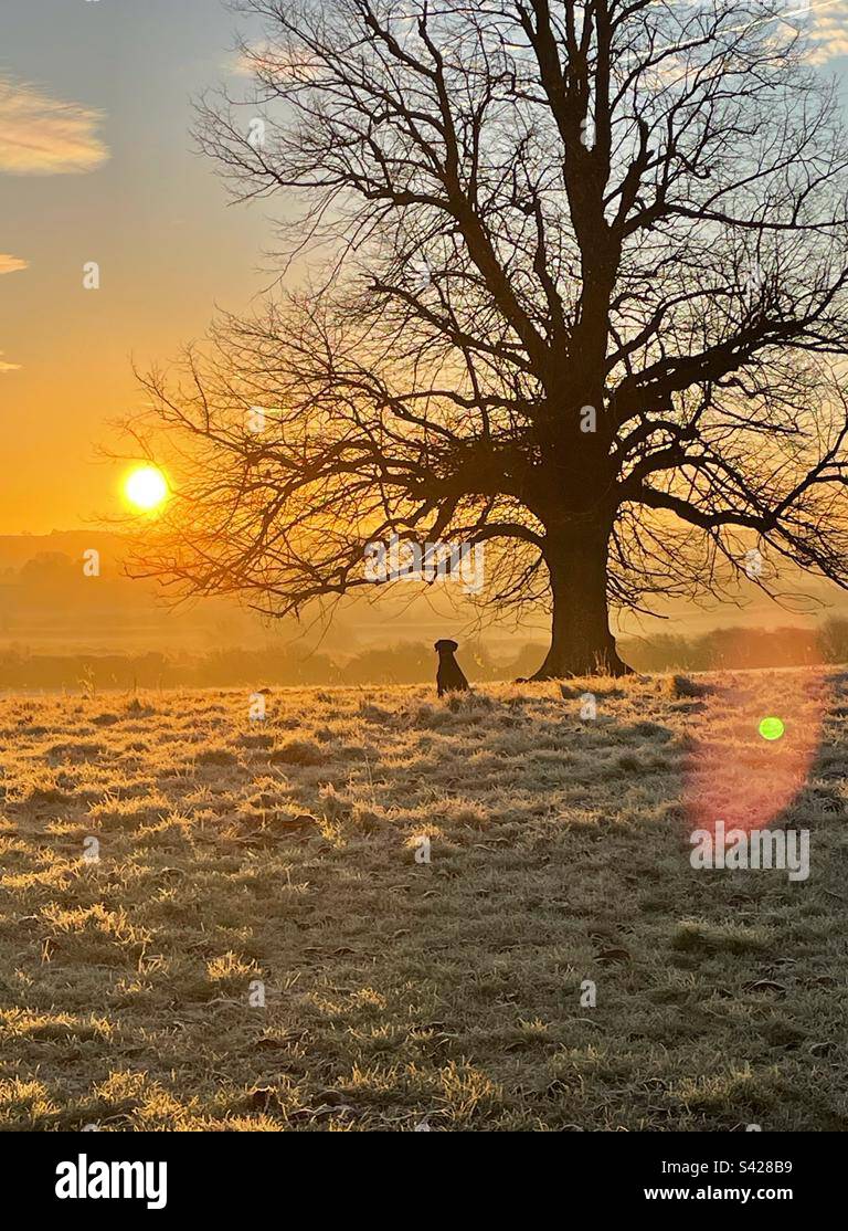 Sunsetting on snow with Labrador by magnificent tree. - Smartphone Captured Stock Image