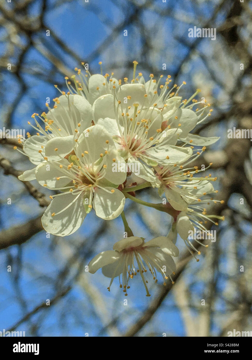 Mexican plum flowers Stock Photo