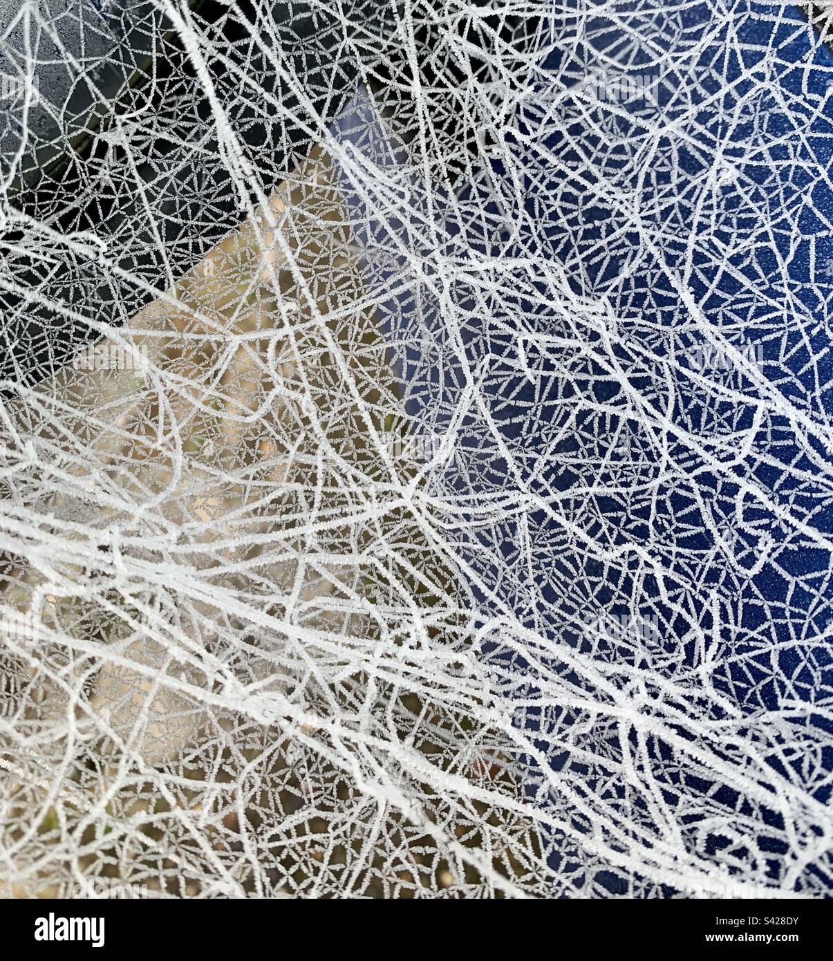 Tangle of frozen cobwebs - Smartphone Captured Stock Image