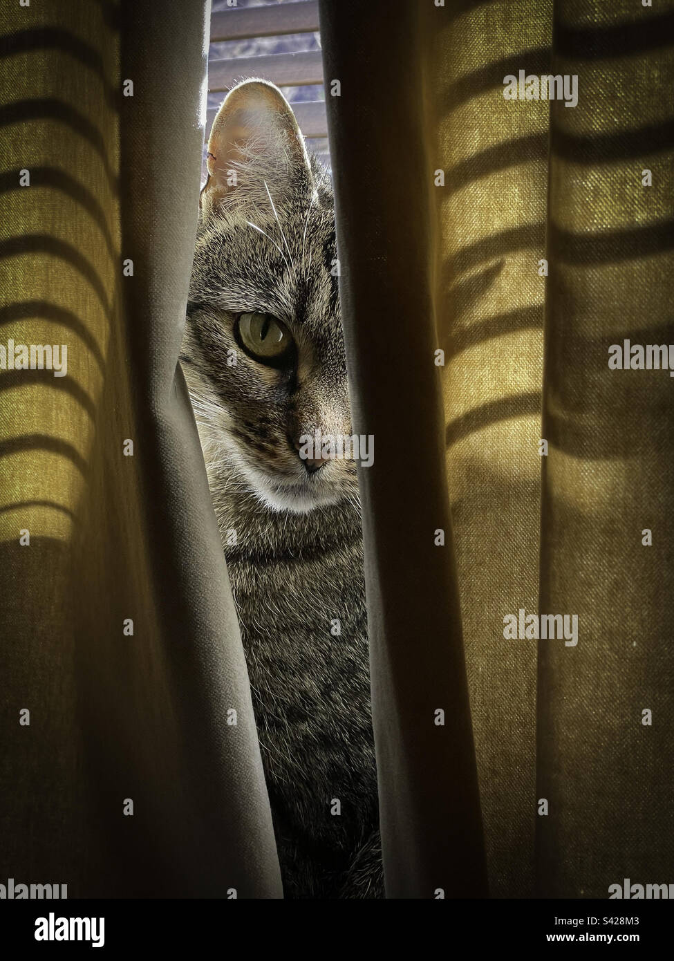 Tabby Cat kitten peeking through light curtains in a cosy modern home interior: Phillip Roberts - Smartphone Captured Stock Image
