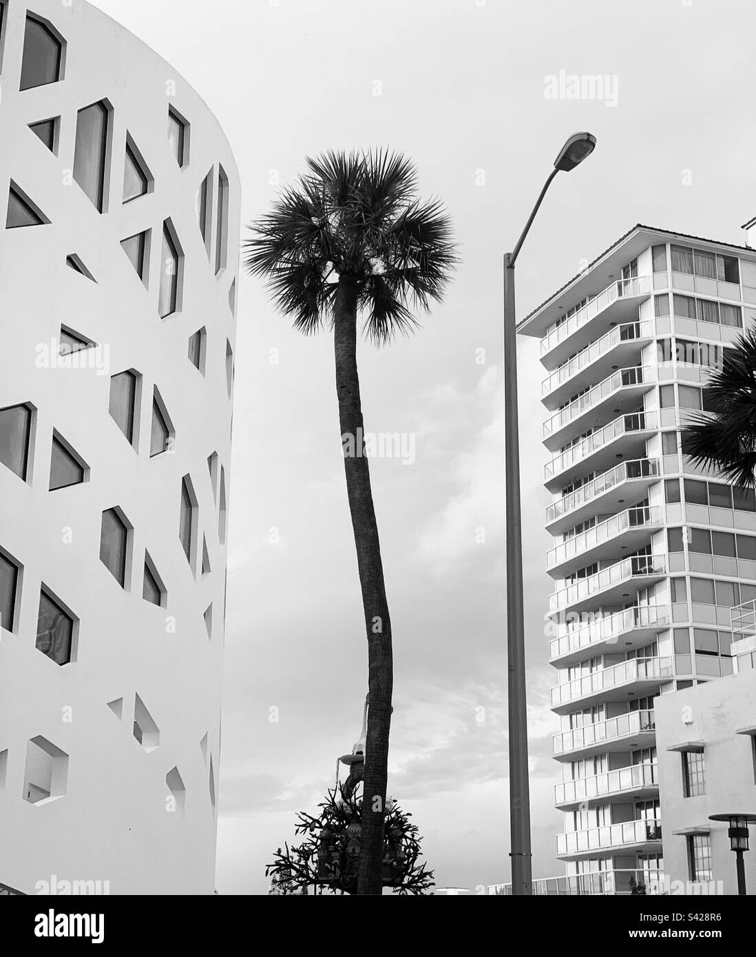 Palm tree and buildings, Faena District, Miami Beach, Florida, United States - Smartphone Captured Stock Image
