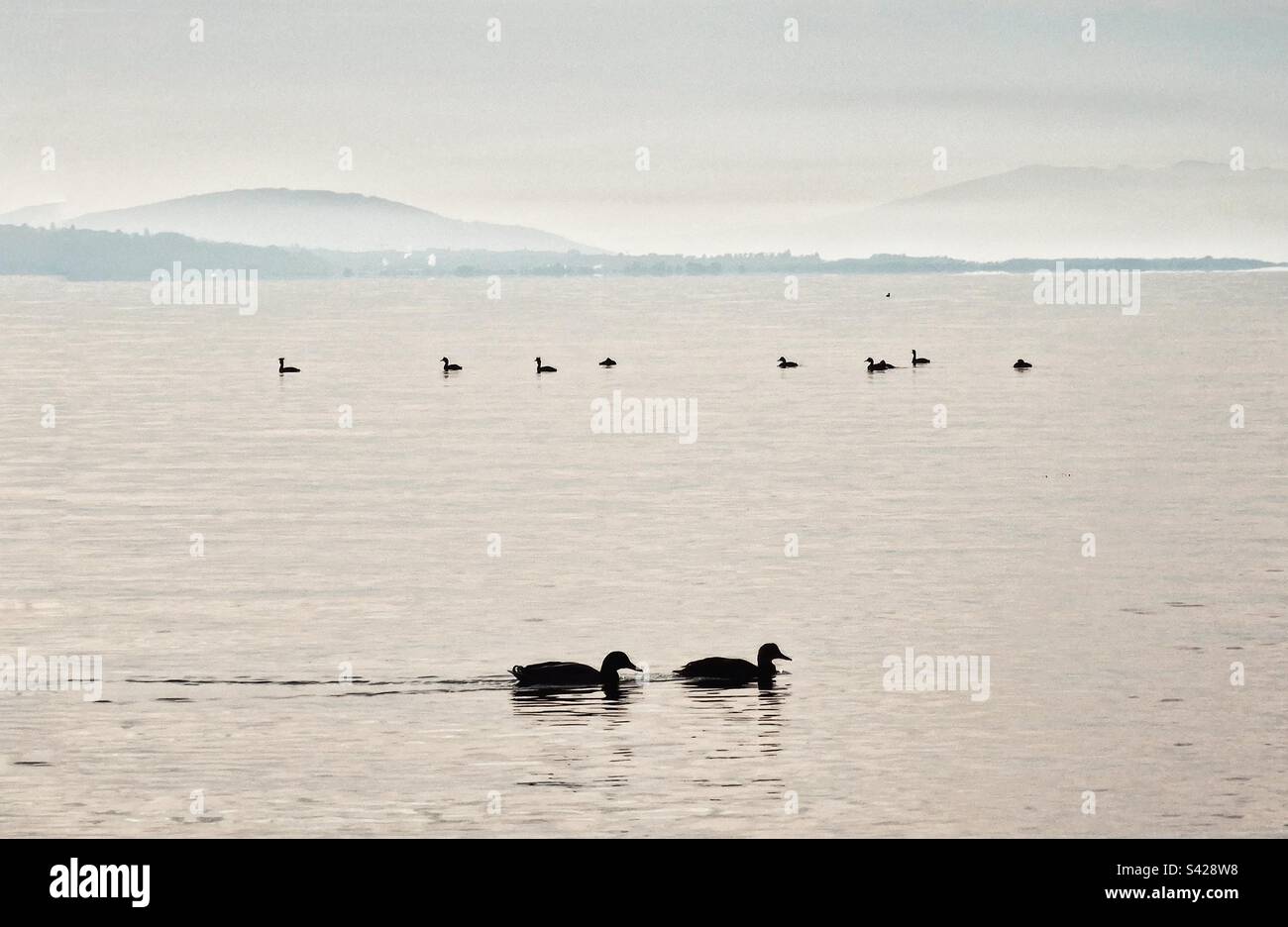 Ducks on Lake Geneva - Smartphone Captured Stock Image