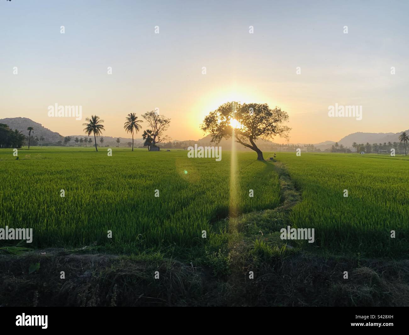 Sunset in a rice field - India Stock Photo