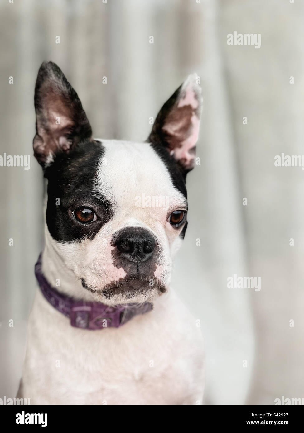 Boston Terrier dog portrait - Smartphone Captured Stock Image