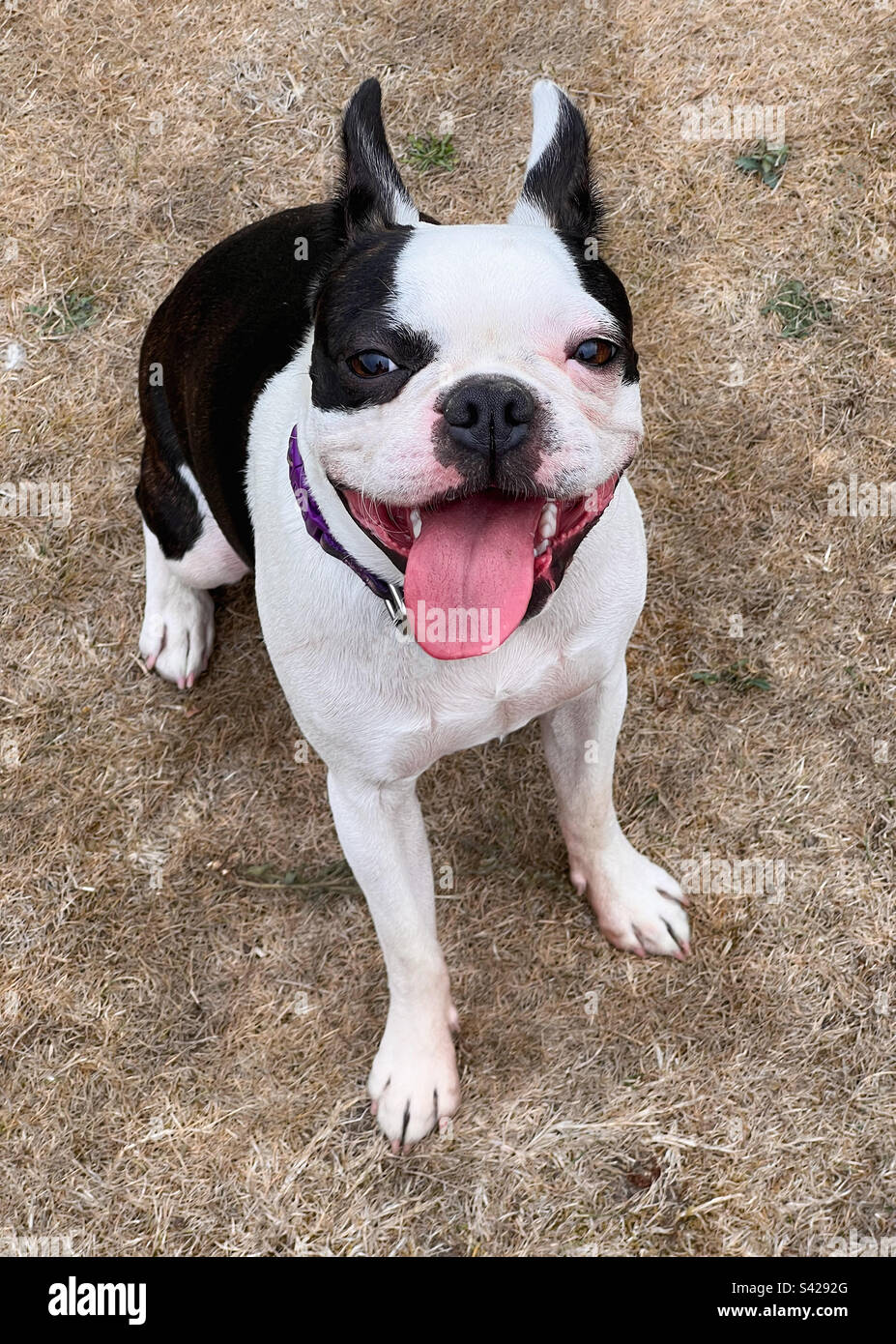 Boston Terrier dog sitting on dry summer grass looking up at the camera, she is happy. - Smartphone Captured Stock Image