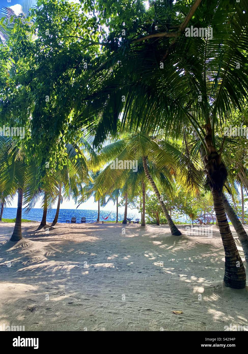 Atlantic Ocean viewed through palm trees at beach in Hopkins, Belize Stock Photo