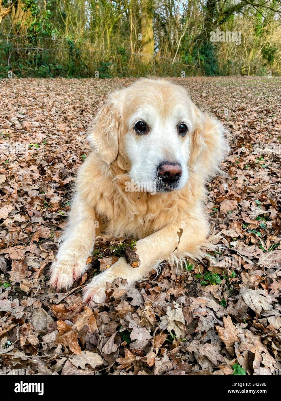 Golden retriever with stick to chew - Smartphone Captured Stock Image
