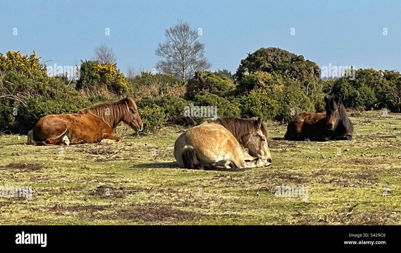 New Forest ponies enjoying the winter sun - Smartphone Captured Stock Image