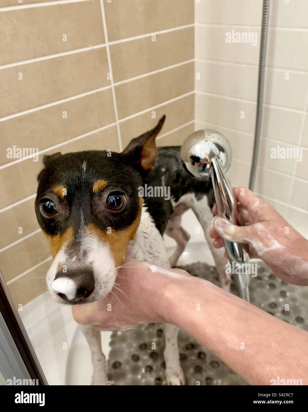 Dog getting a bath Stock Photo Alamy