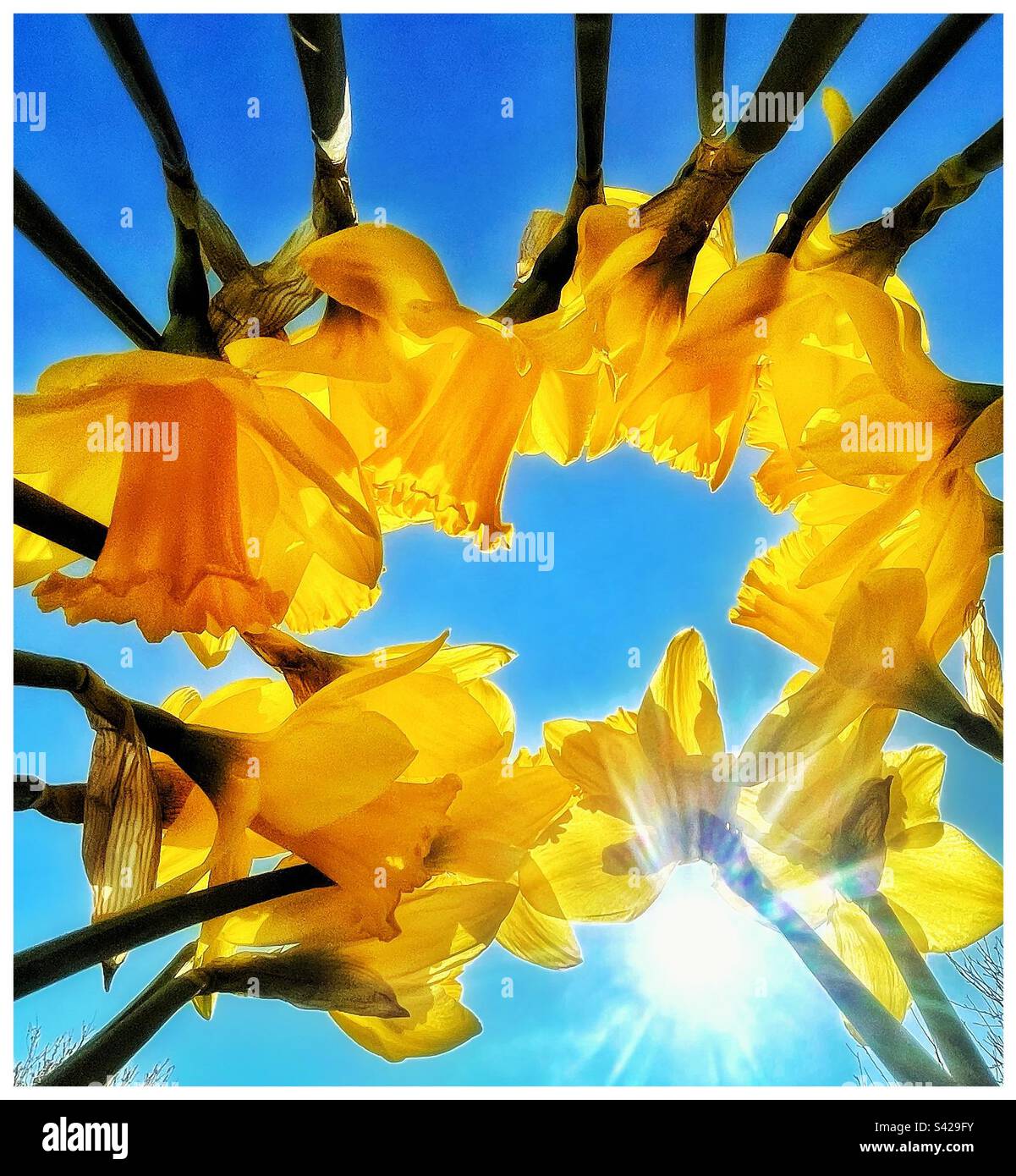 Spring daffodils in the sunshine - Smartphone Captured Stock Image