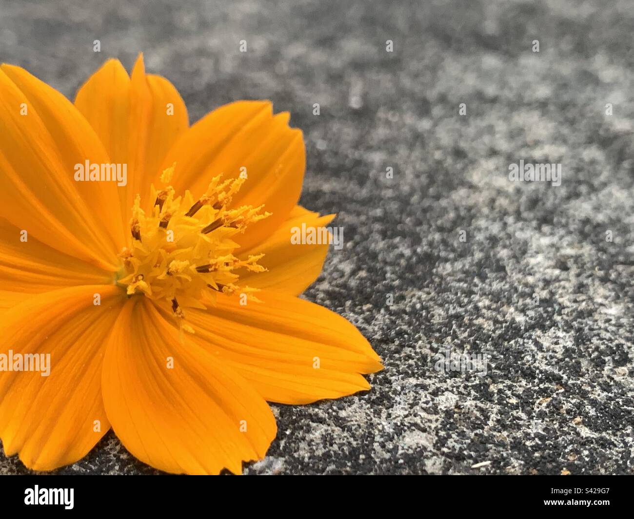 Flower Sri Lanka Stock Photo Alamy