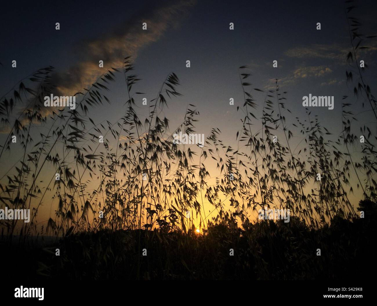 Grass at sunset, Catalonia, Spain. - Smartphone Captured Stock Image