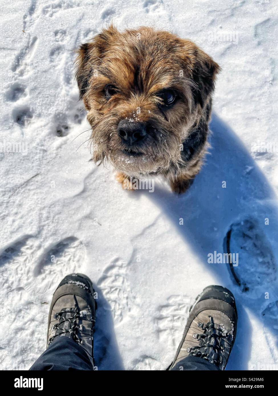 Border terrier dog in the snow. - Smartphone Captured Stock Image