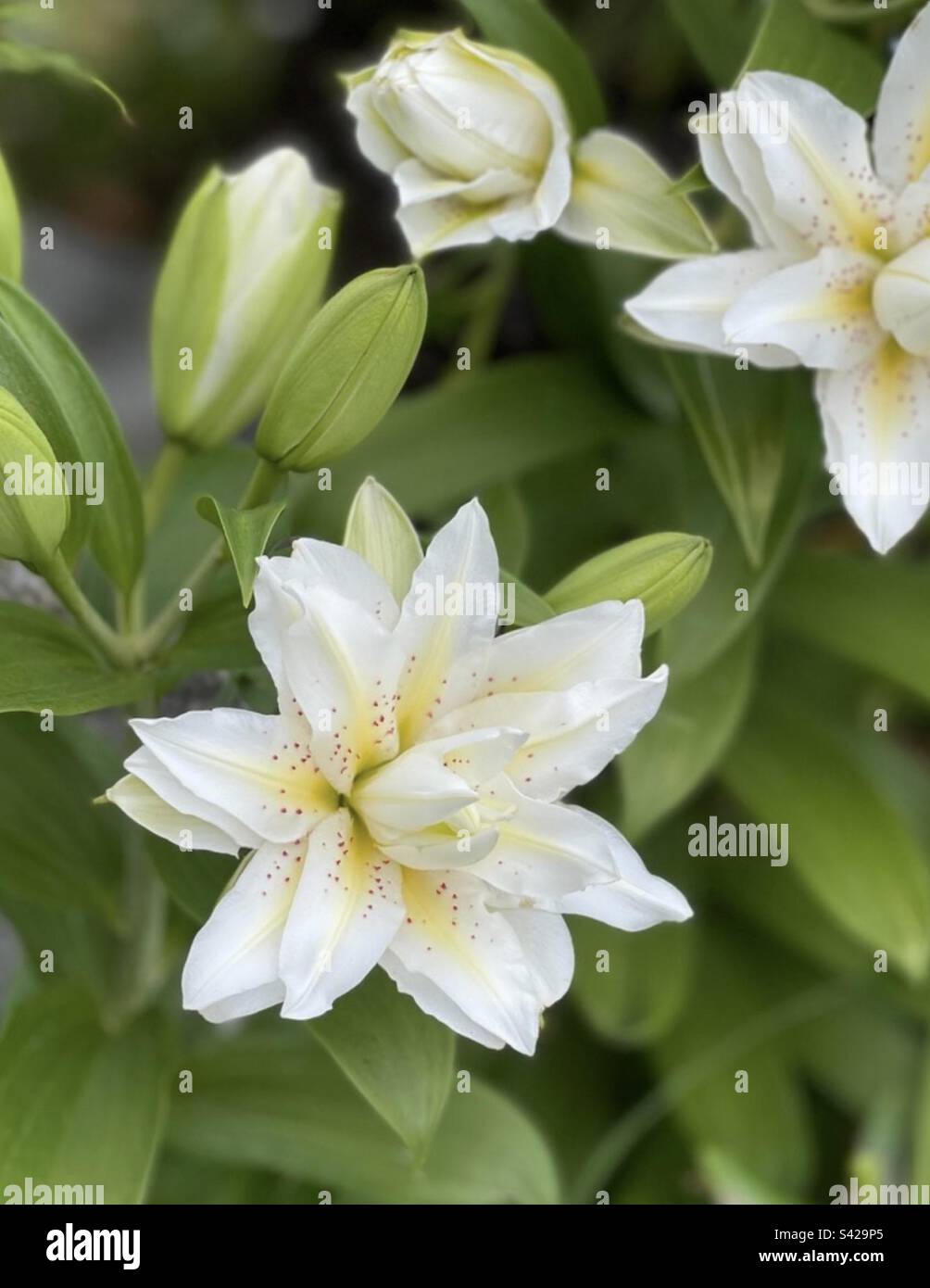 White fragrant Japanese Lilies in summer bloom Stock Photo Alamy