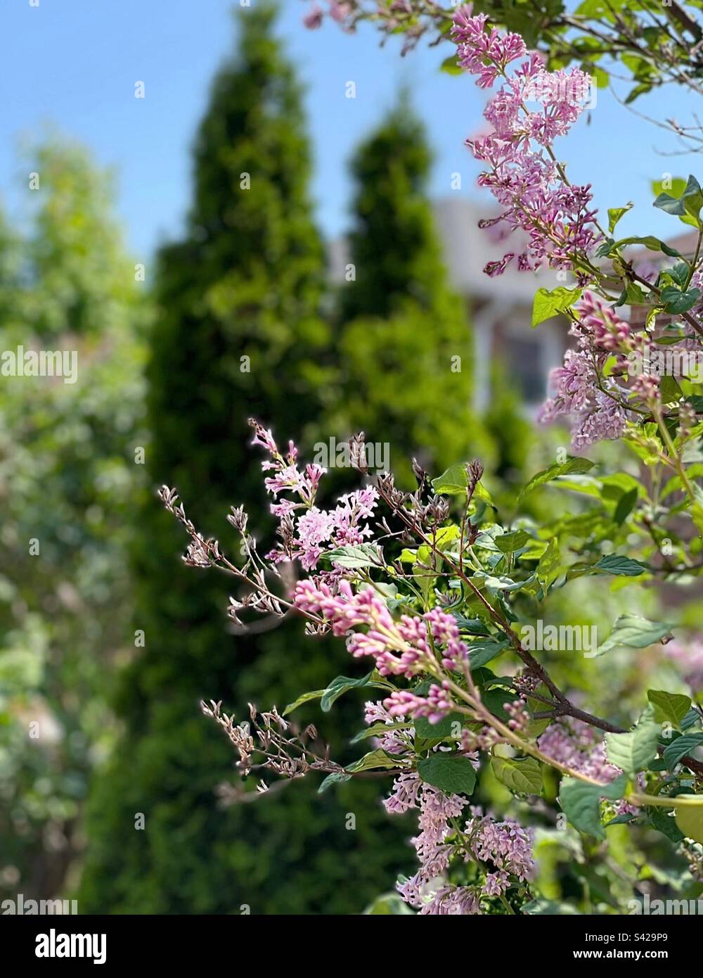 Light purple Lilac blooms starting to open Stock Photo Alamy