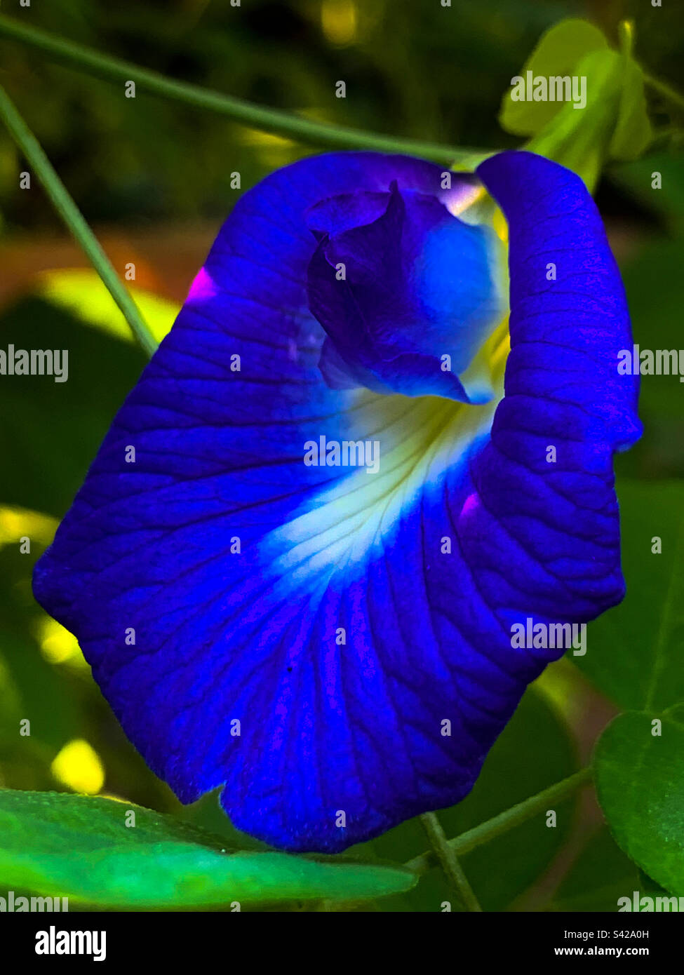 Flower blue from Sri Lanka Stock Photo Alamy