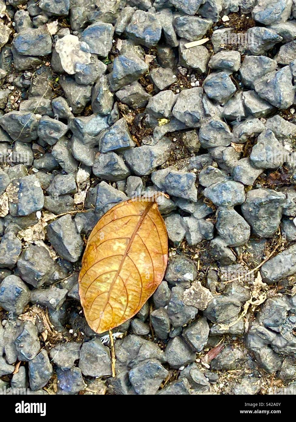 Fallen leaf on pavement. - Smartphone Captured Stock Image