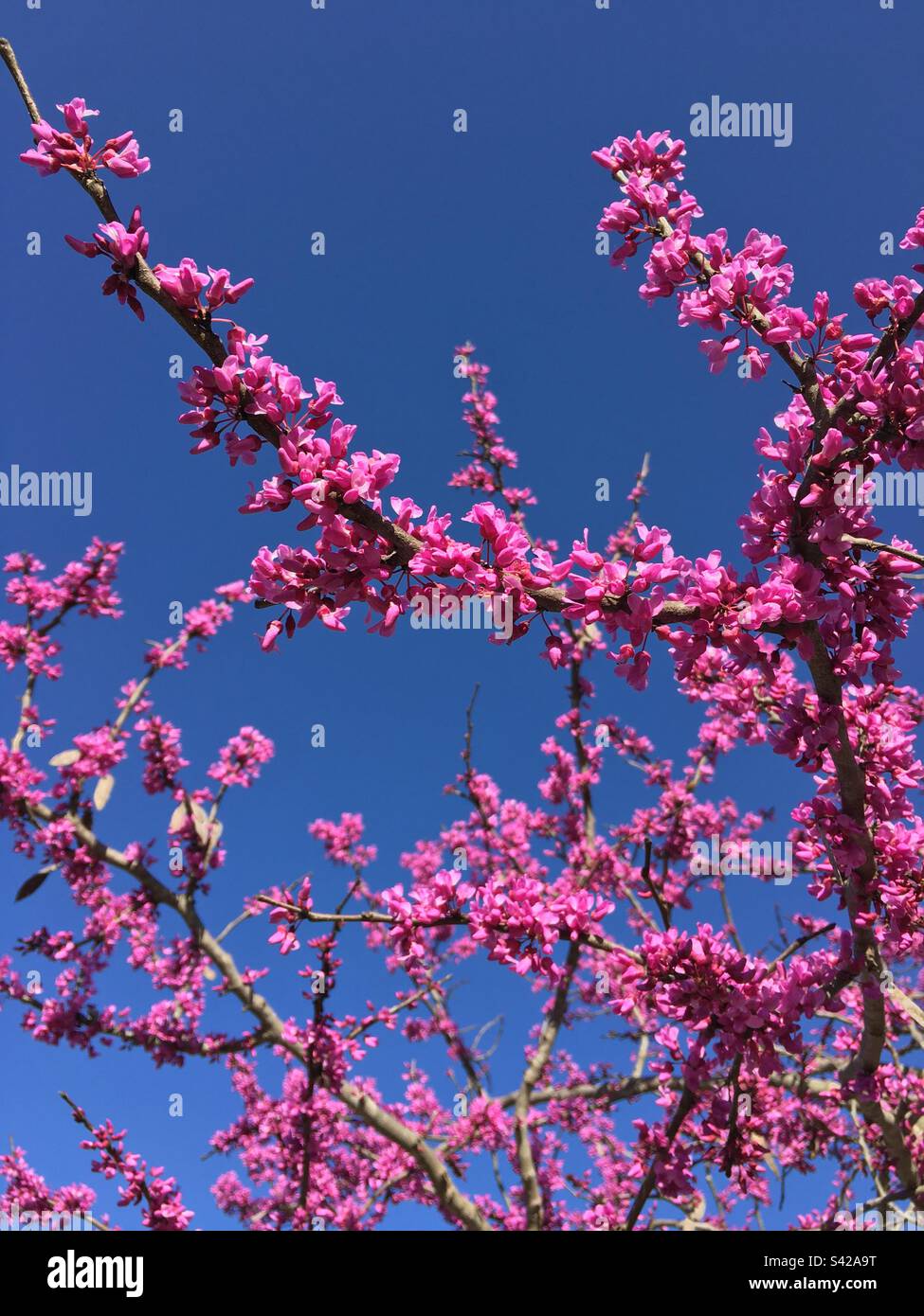 Red Bud Tree Stock Photo Alamy