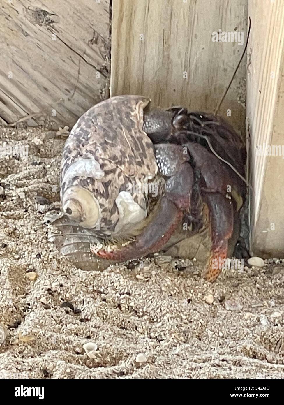 Hermit crab shell hi-res stock photography and images - Alamy