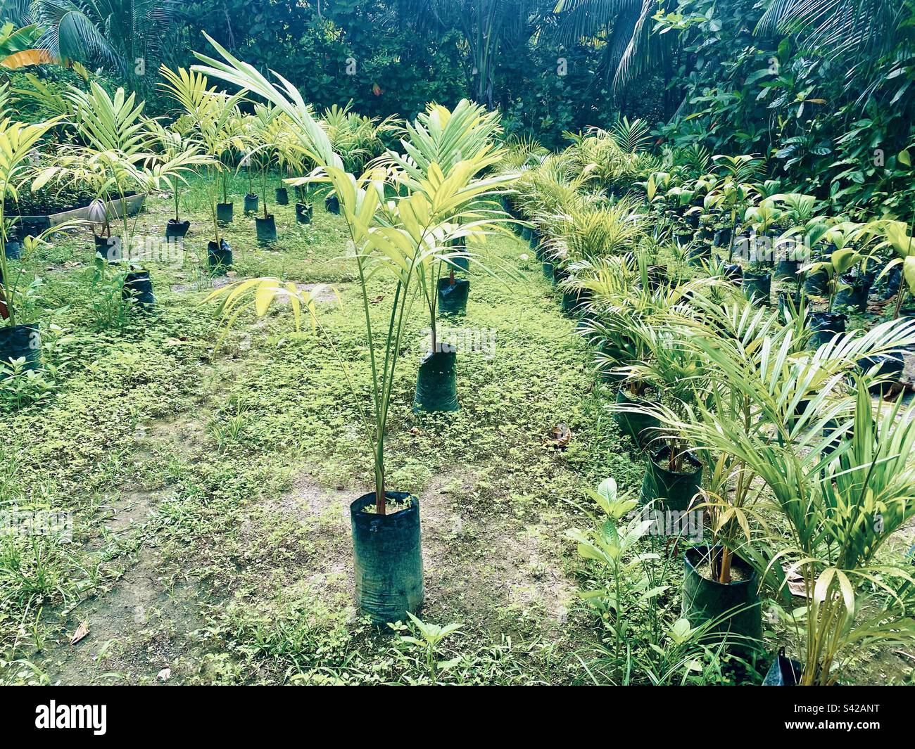 Palm tree nursery in Stann Creek District, Belize - Smartphone Captured Stock Image