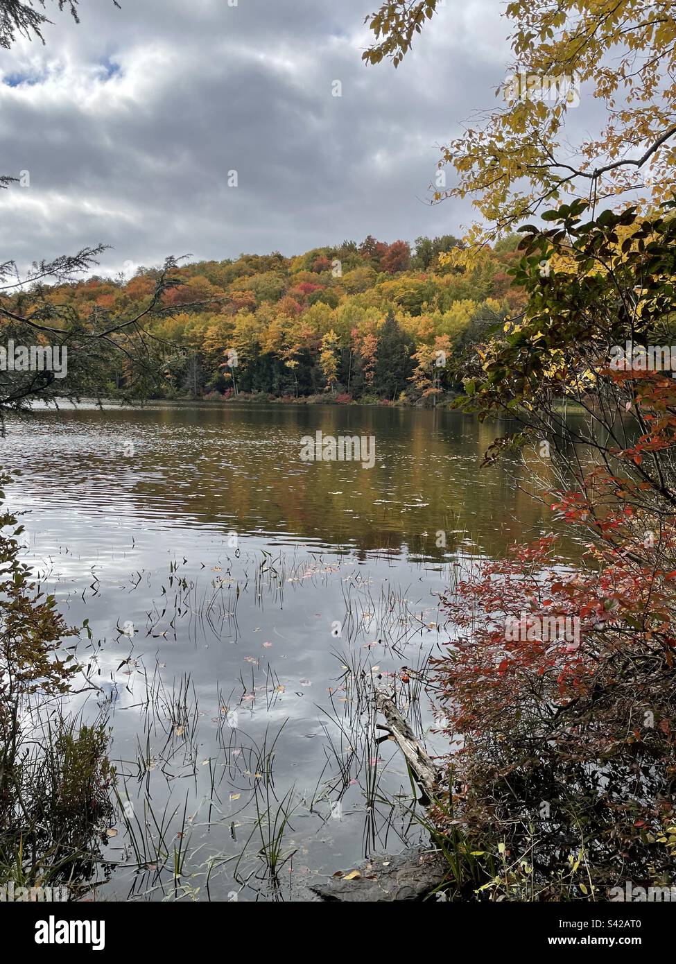 Changing leaves on a lake in the fall. Stock Photo