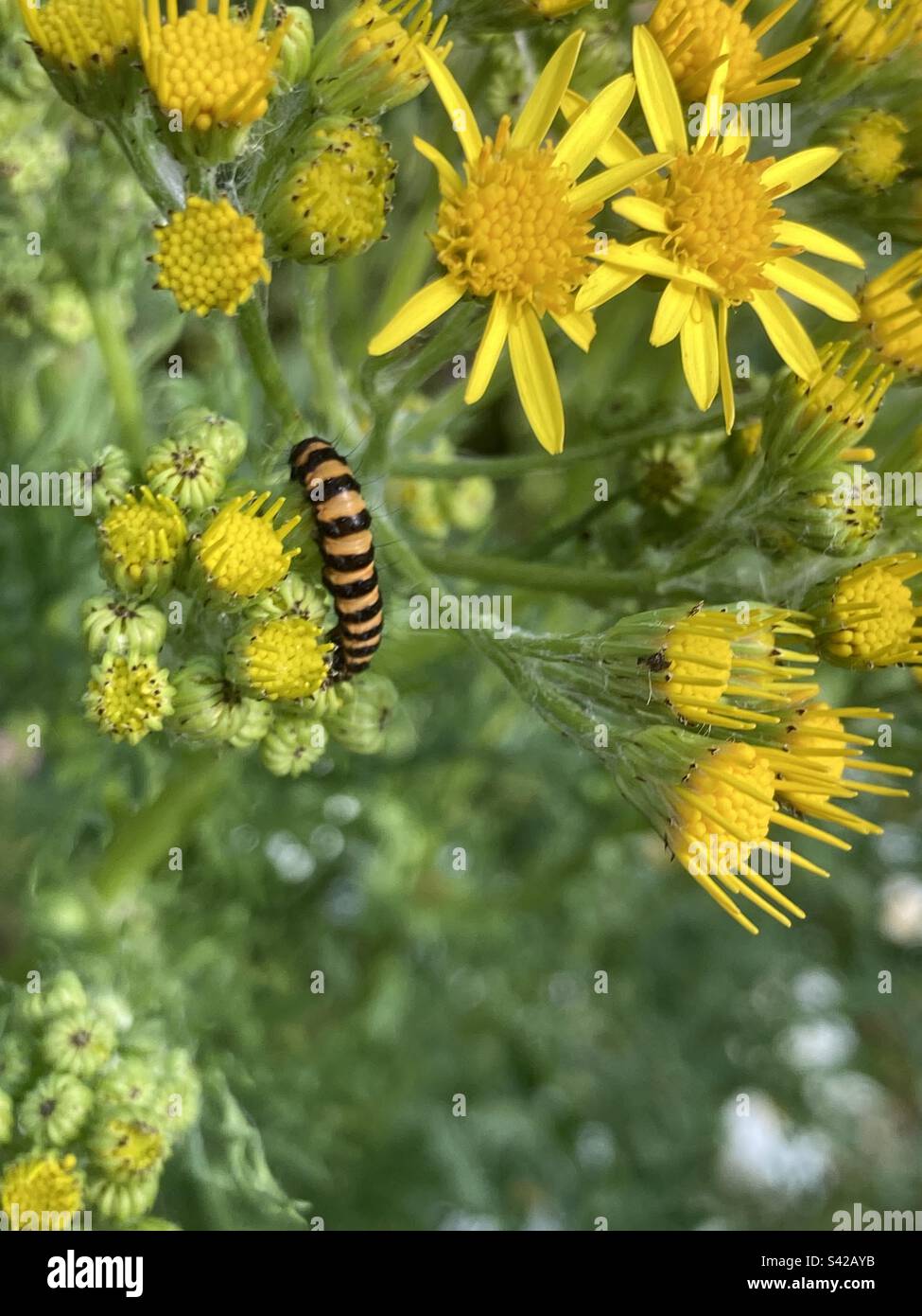 Cinnabar Moth caterpillar on yellow Ragwort flowers Stock Photo Alamy