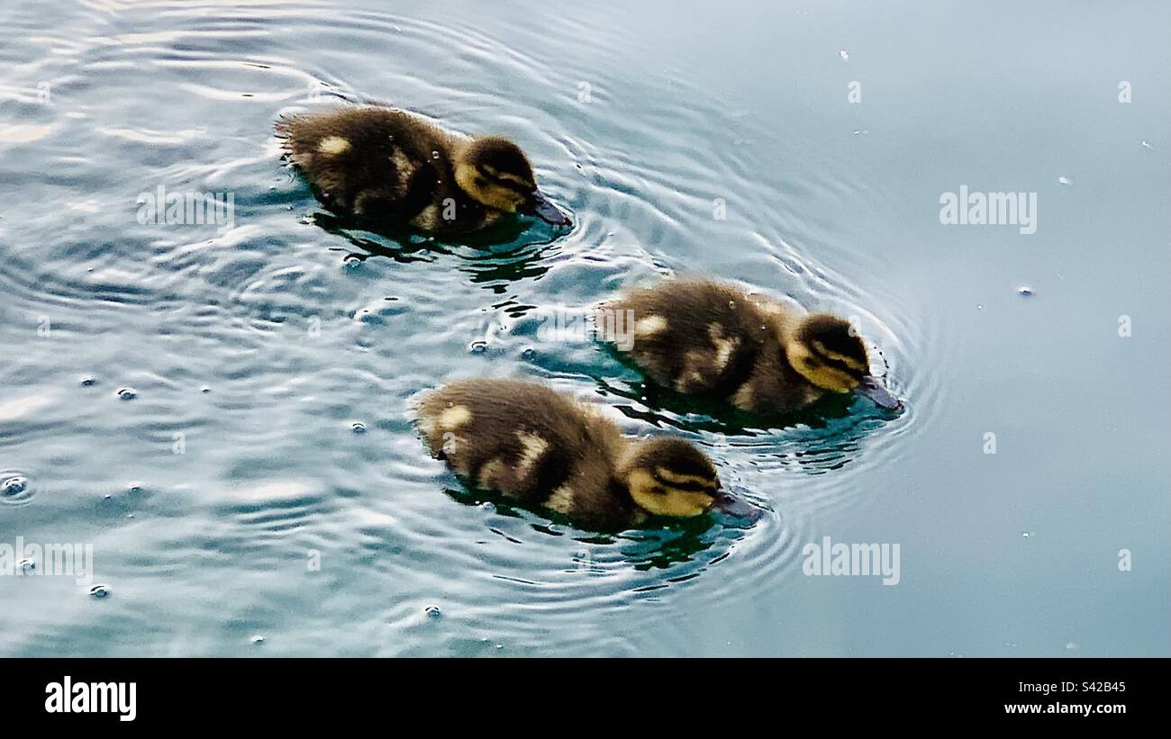 Duckling trio swimming Stock Photo