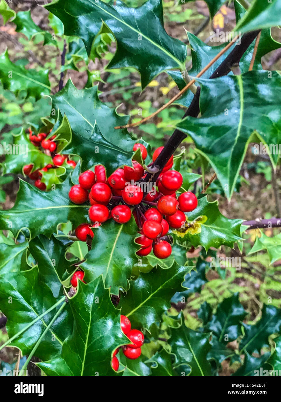 Christmas holly foliage - Smartphone Captured Stock Image