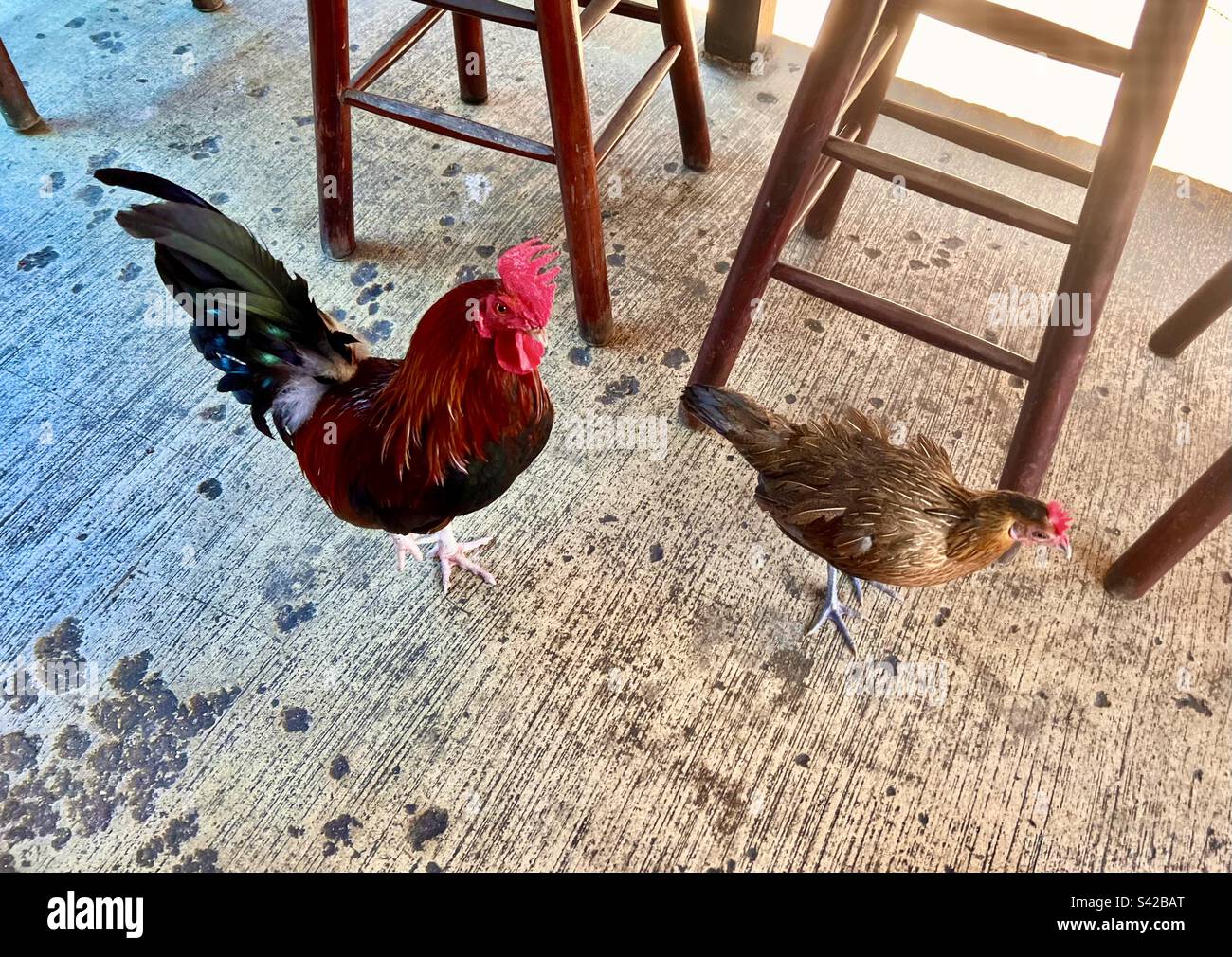 Colorful wild roosters in Key West roaming on the floor of restaurant