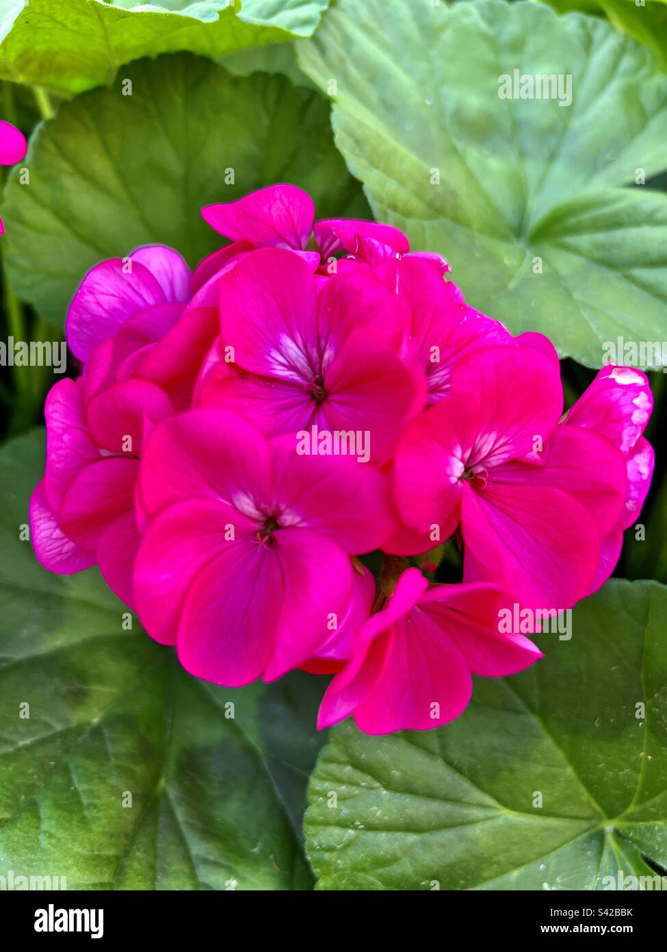 Hot pink geranium flower cluster surround it’s broad green leaves - Smartphone Captured Stock Image