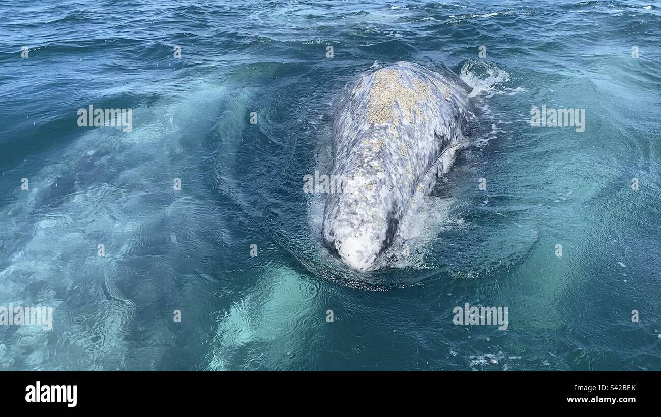 Gray whale in Baja Mexico - Smartphone Captured Stock Image