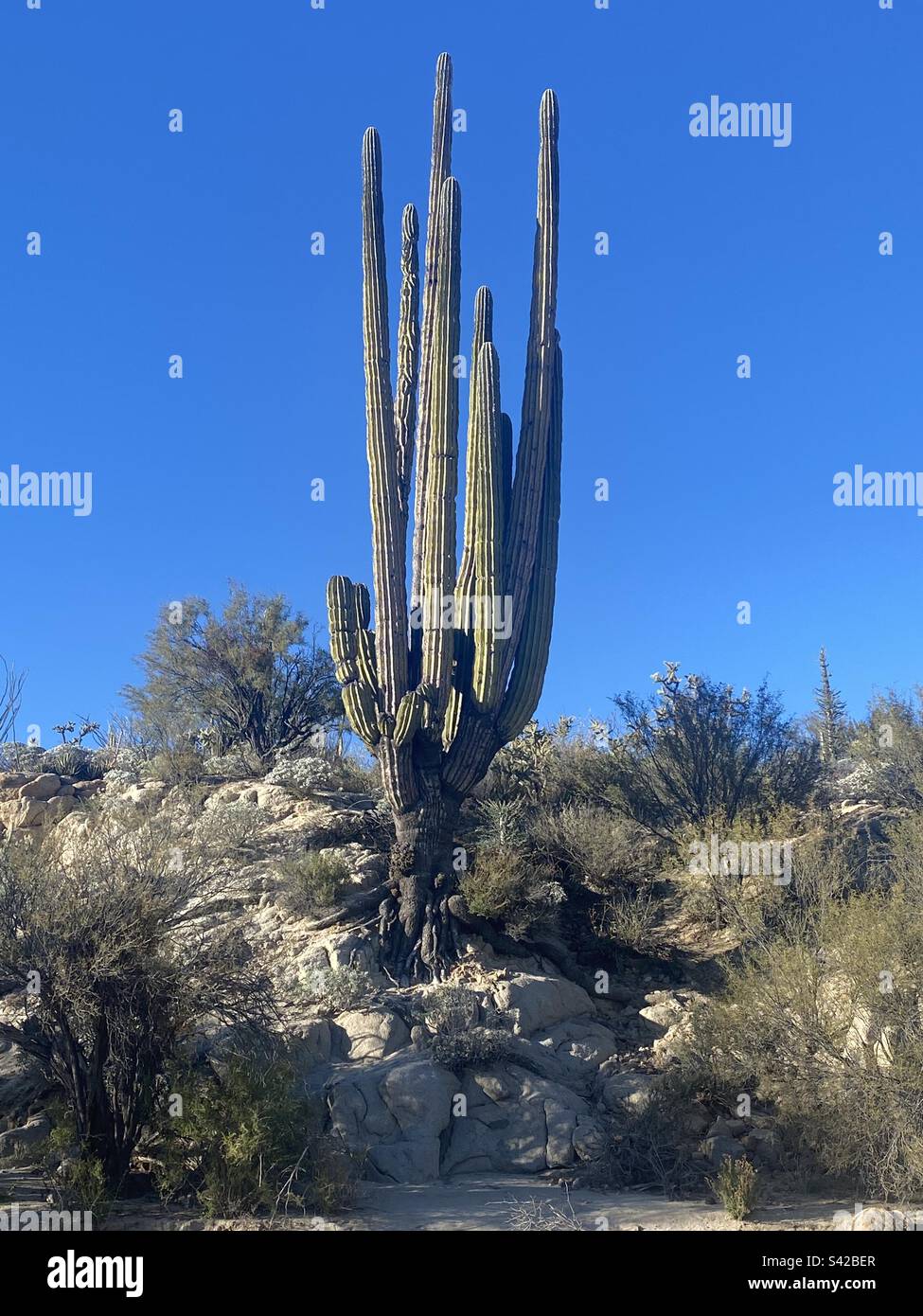 Cardon cactus in Baja Mexico Stock Photo