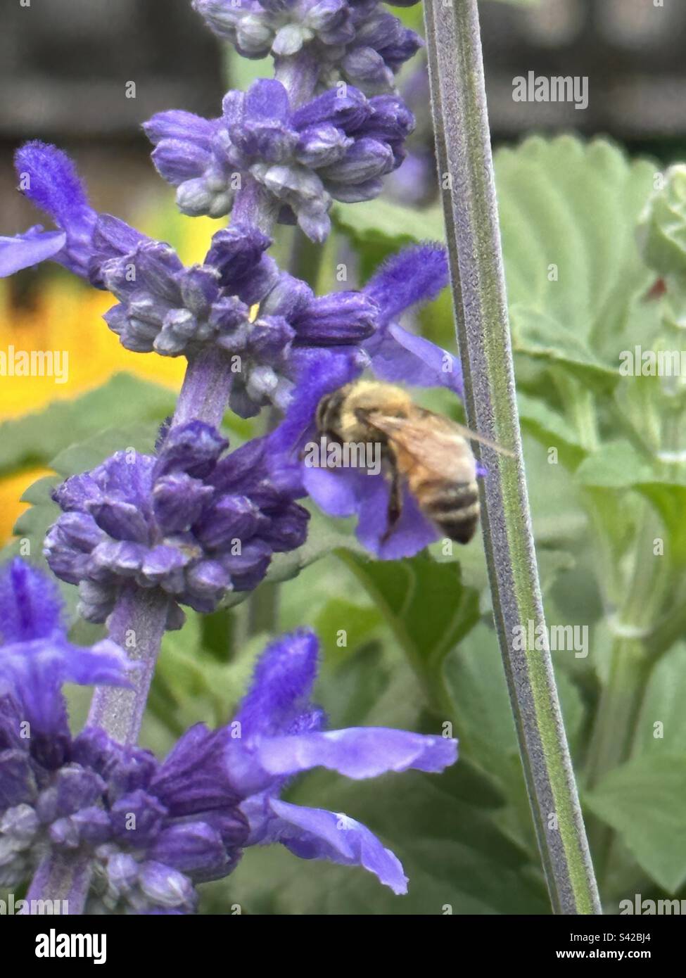 SALVIA NEMOROSA SKY BLUE MARVEL Long bloomer, nonstop flowering from May into September. Profusion of spikes of sky blue flowers - Smartphone Captured Stock Image