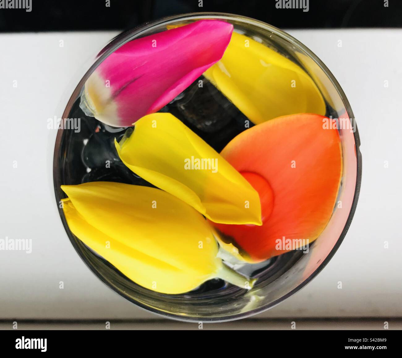 Tulip petals floating in water Stock Photo Alamy