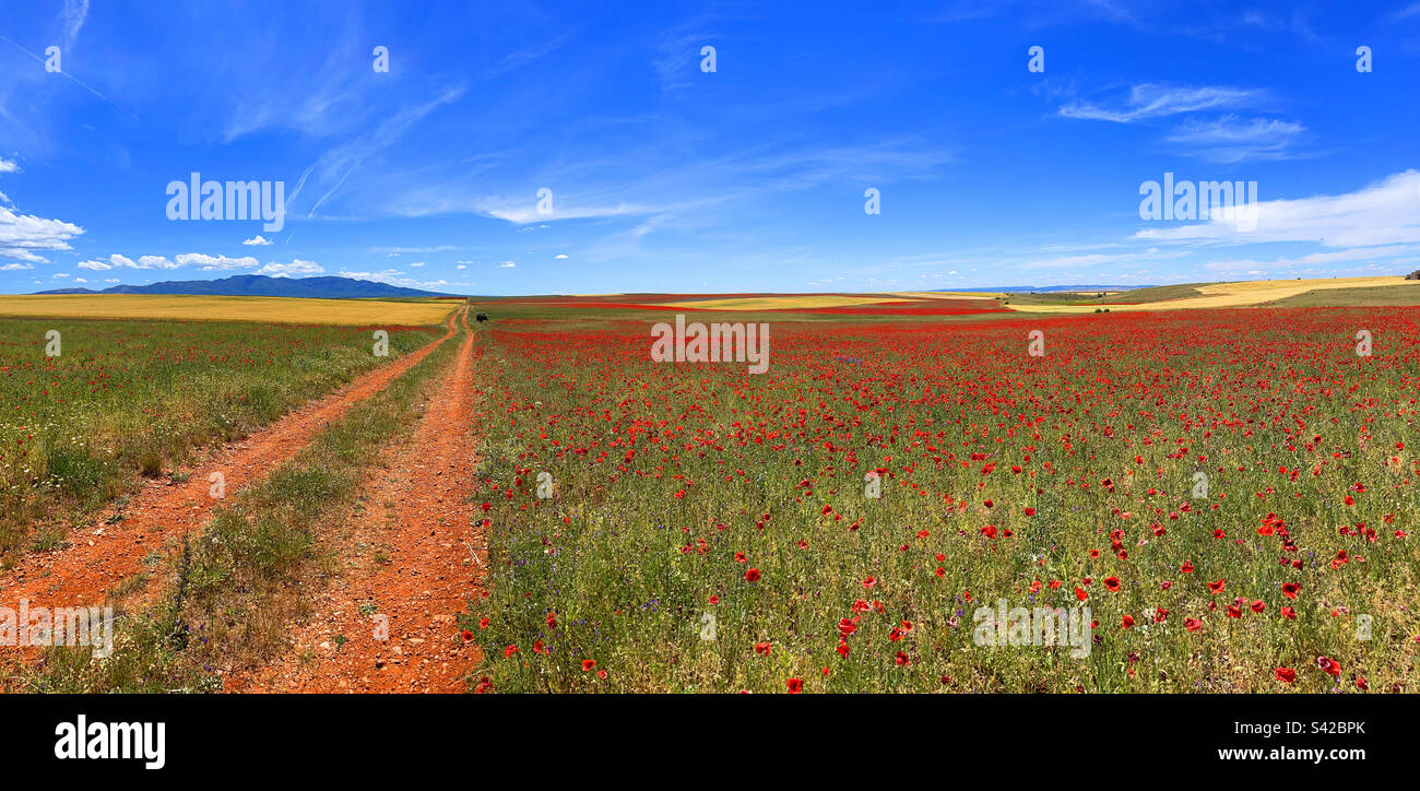 Spring landscape. Soria, Spain. - Smartphone Captured Stock Image